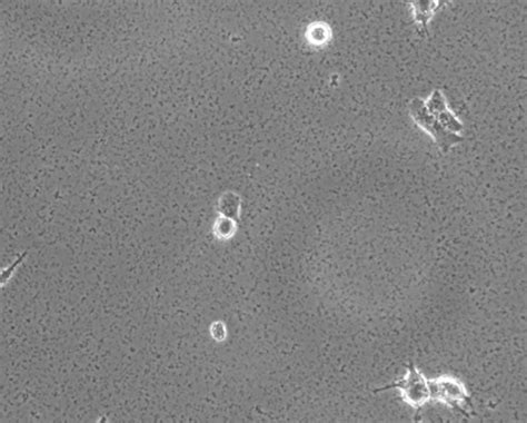 Questions With Answers In Cell Line Culture Scientific Method