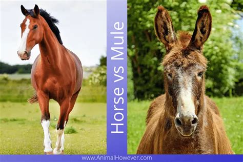 Horse vs Mule - What's the Exact Difference? (4 Unique Table)