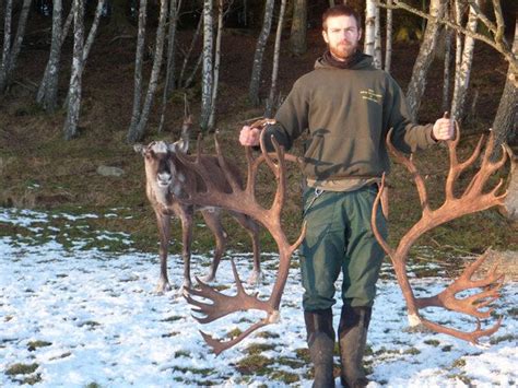 What a Reindeer Looks Like Without His Antlers | Live Science