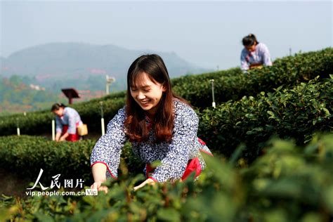 四川纳溪：特早茶开采 图片频道 人民网