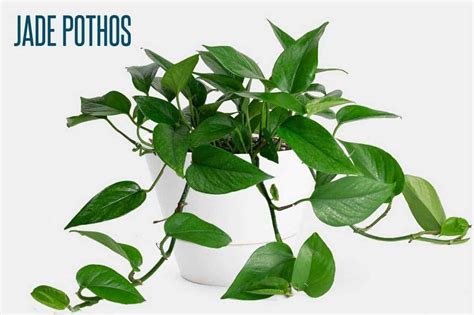 The 9 Best Pothos Varieties With Pictures Growfully