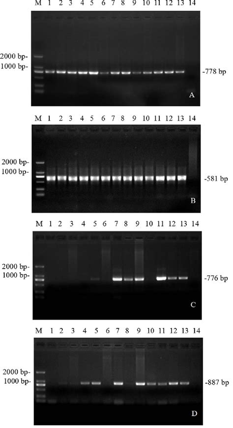 A And B Theileria Spp Nested PCR M DL 2 000 DNA Marker Lain1