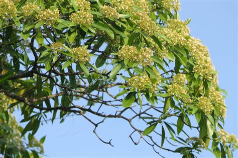 Alstonia Macrophylla Wall Ex G Don Dinesh Valke Flickr