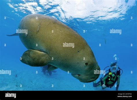 Dugongs Fotos Und Bildmaterial In Hoher Aufl Sung Alamy