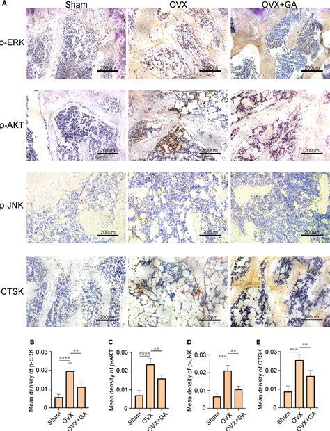 Frontiers Gallic Acid Inhibits Osteoclastogenesis And Prevents