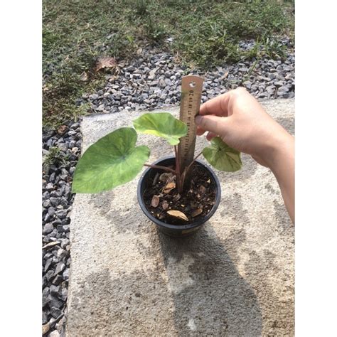 บอนเลมอนไลม Colocasia Lemon lime gecko Shopee Thailand