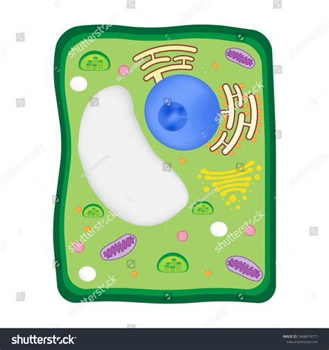 Plant Cell Organelles Cytoplasm Vacuole Rer Stock Illustration