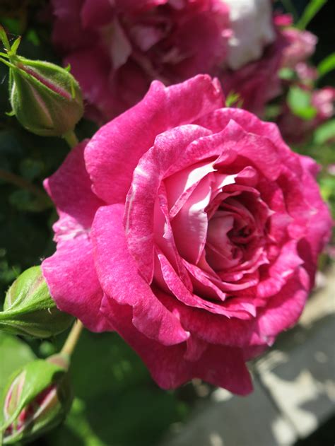 Фото Розовая роза с бутонами, by nata. iriska777