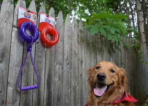 Fun in the Sun - The 6 Best Outdoor Dog Toys of 2018