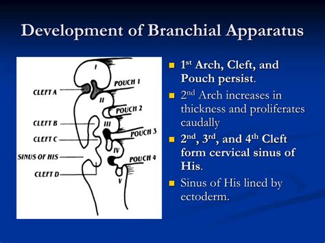 Ppt Pictoral Essay Congenital Anomalies Of The Branchial Apparatus