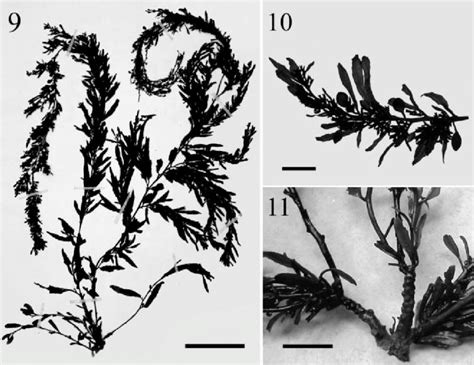 Sargassum Cymosum Fertile Herbarium Specimen Laf