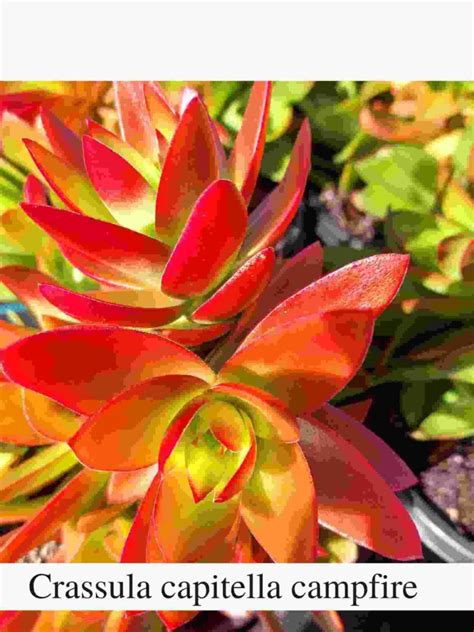 Crassula Capitella: Care And Propagation - Succulent Path