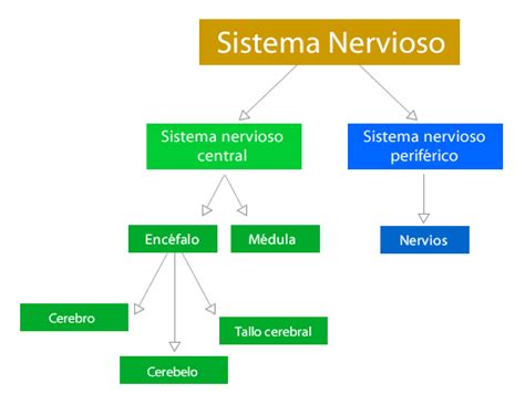 Sistema nervioso organización y función