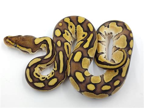 Lesser Het Ultramel Ball Python By Metazotics Morphmarket