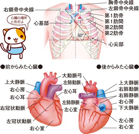 心臓 解剖 図 イラスト