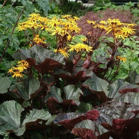 Ligularia D Britt Marie Crawford Pbr Erbacee Perenni Green Service