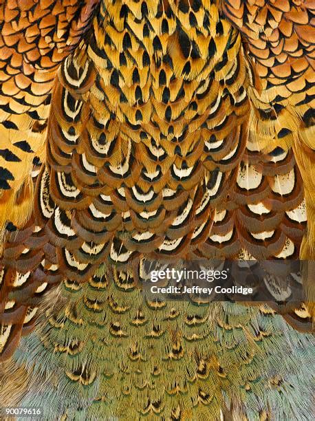 2,233 Pheasant Feathers Stock Photos, High-Res Pictures, and Images ...