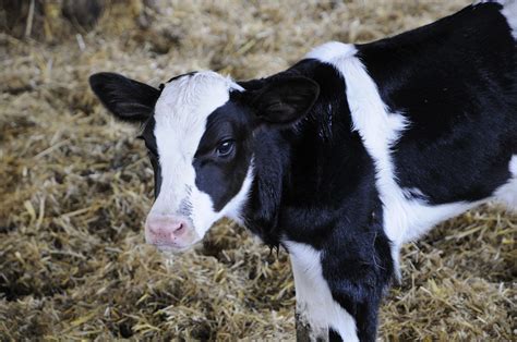 vetline | Das größte deutsche Tierärzteportal