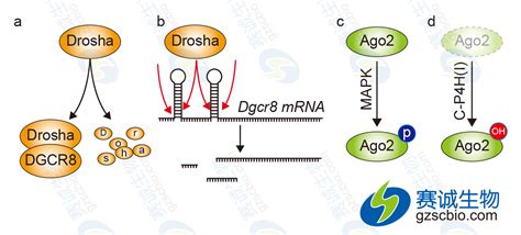 Ago2在mirna研究中的应用 技术专题停用 广州赛诚生物科技有限公司 服务于您的核心利益！