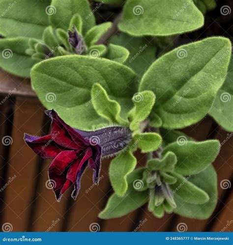 Black Cherry Petunia Also Called Supertunia - Dinard, France Stock