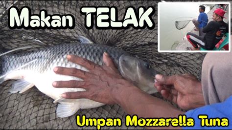 Umpan Putih Ini Dipake Mancing Galapung Dimakanin Banget Sama Ikan