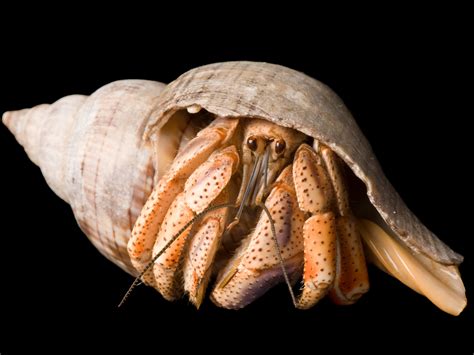 Hermit Crabs In The Wild