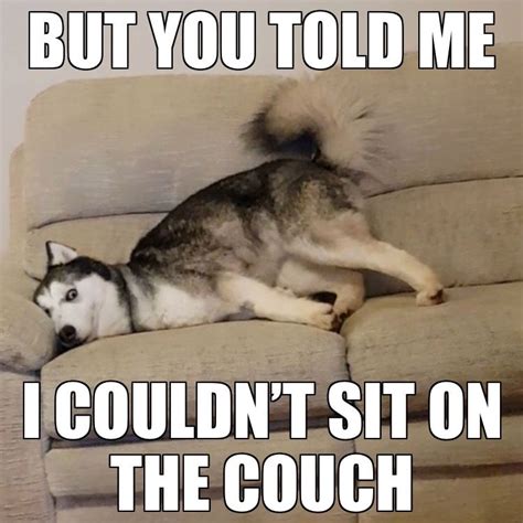 Best Siberian Husky Memes Of All Time Artofit