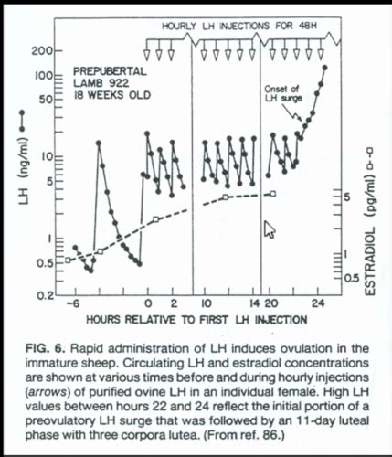 Factors Affecting The Onset Of Puberty Flashcards Quizlet