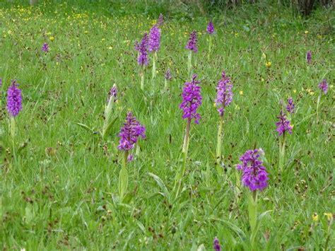 Shade Tolerant Turf With Wild Orchid Seed Wild Flower Lawns And