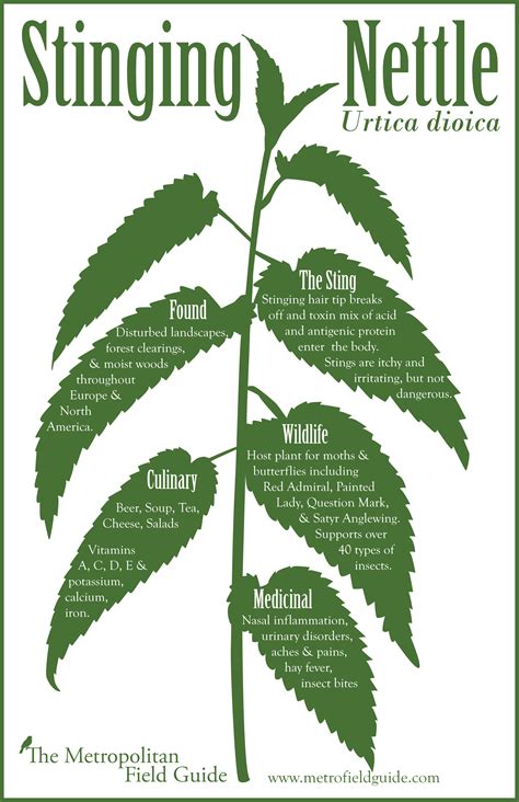 Stinging Nettle Poster