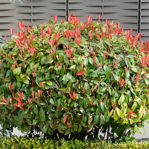 Spring is the perfect time for shrubs! - Thompsons Plants & Garden Centres