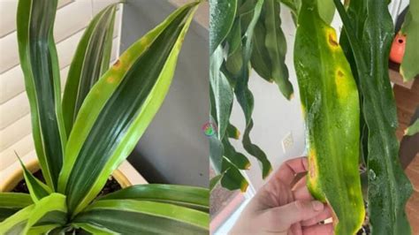 Yellow Spots On Dracaena Leaves Causes And Solutions Garden For Indoor