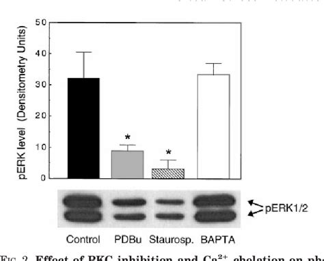 Figure 1 from PKC ε Is Required for Mechano sensitive Activation of