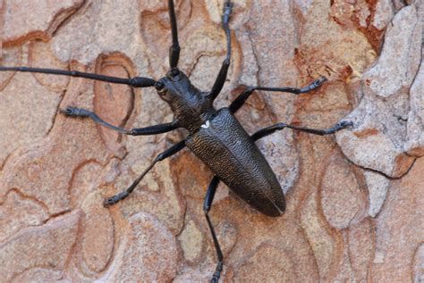 White Spotted Sawyer Beetle Insects Of State Forest State Park