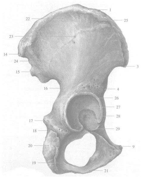 83 髋骨 外面观 人体解剖学 医学
