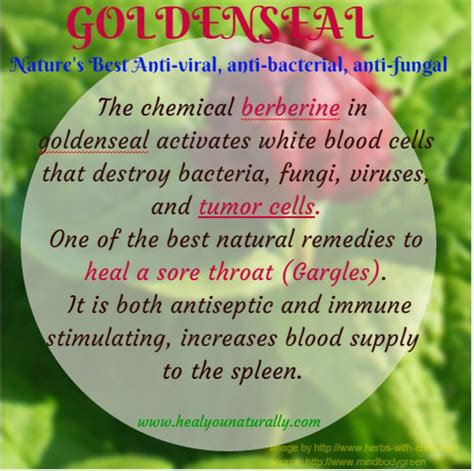 10 Benefits Of Goldenseal You Need To Know About HealYOUnaturally