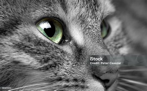 profil kucing foto stok  gambar  alam anak hewan