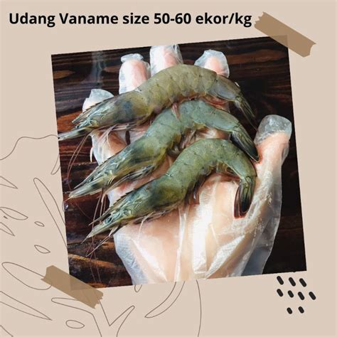 Jual Udang Vannamei Fresh Segar Dan Berkualitas Ukuran Ekor Per