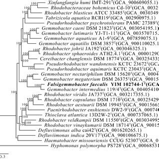 RAxML Phylogenomic Tree Showing The Phylogenetic Relationships Between