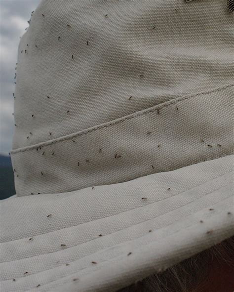 Midges in Scotland - protect yourself from a Highland menace! - MUST ...