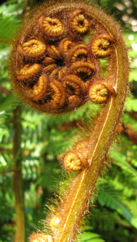 The Unfolding Fern Is The Symbol Of New Zealand In Maori Culture It