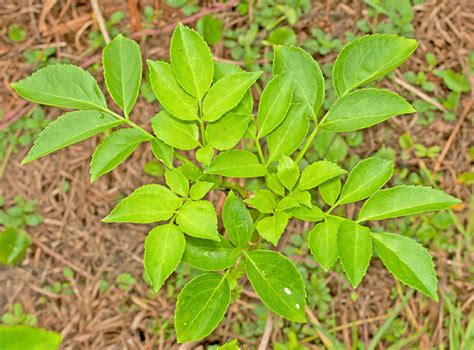 Saúco Más De 1000 Plantas Y Flores Del Mundo