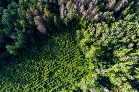 Overgrown Clearing Surrounded By Old Forest Compensatory Tree Planting