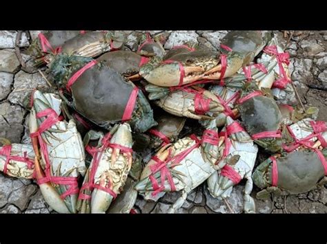 Mancing Kepiting Bakau Di Hutan Mangrove Umpan Menggunakan Belut YouTube