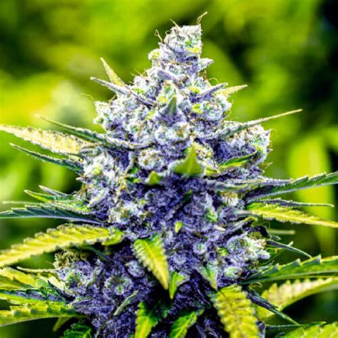 Blue Cheese Divine Seeds Breeding Company