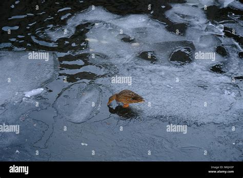 snow and rock Stock Photo - Alamy