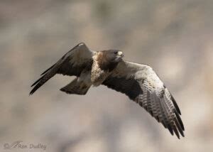 Swainsons Hawk In Flight Feathered Photography