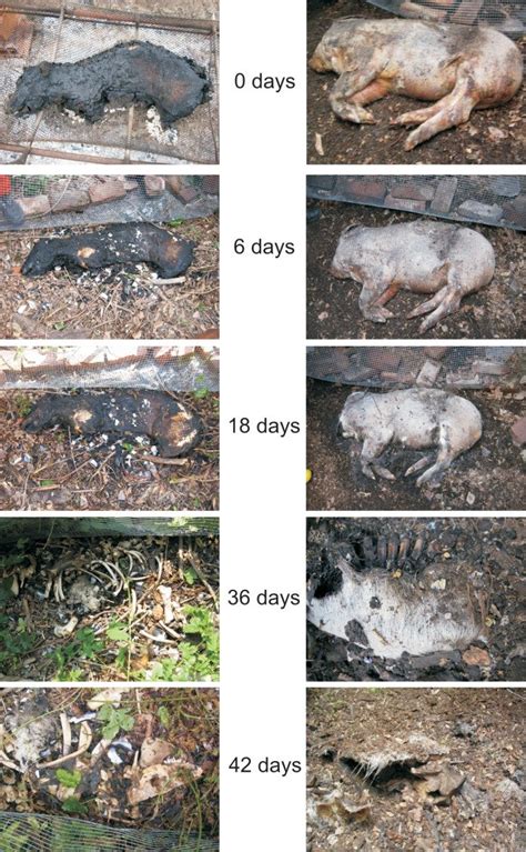 Stages Of Animal Decomposition