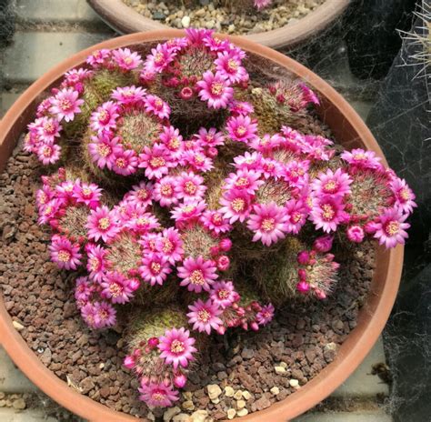 Mammillaria Zeilmanniana Il Fiore Tra Le Spine