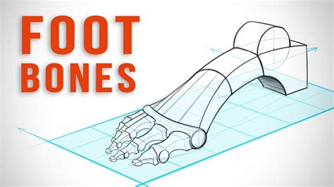 Toe Anatomy Joints